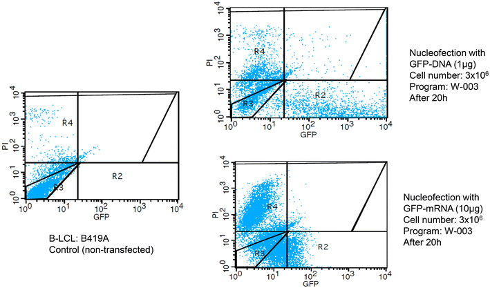 Optimizing the process of nucleofection for professional antigen