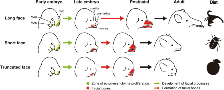 Creating diversity in mammalian facial morphology: a review of