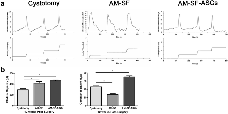 The Morphological Regeneration And Functional Restoration Of