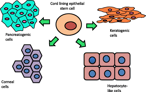 Short review on human umbilical cord lining epithelial ...