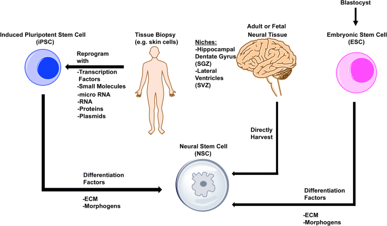 Neural Stem Cell Therapy For Subacute And Chronic Ischemic