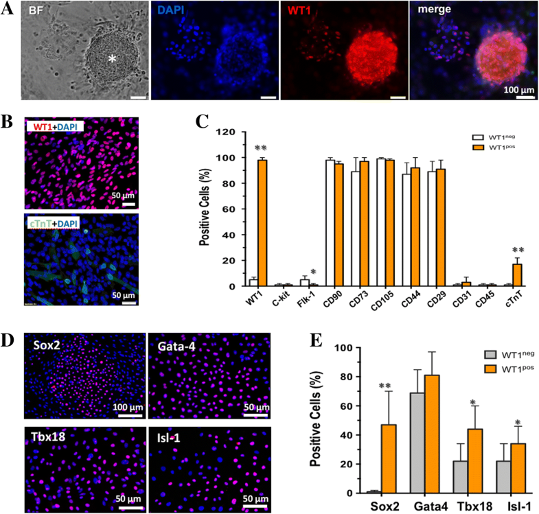 Injuryinduced fetal reprogramming imparts multipotency and reparative