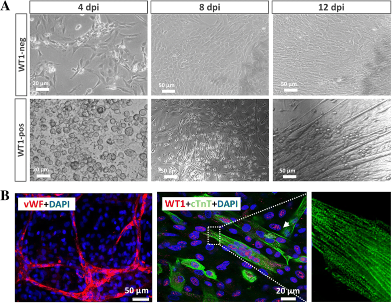 Injuryinduced fetal reprogramming imparts multipotency and reparative
