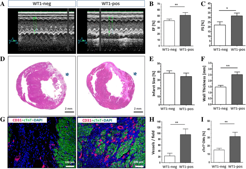 Injuryinduced fetal reprogramming imparts multipotency and reparative