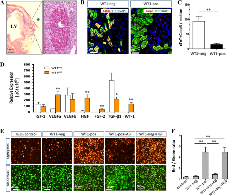Injuryinduced fetal reprogramming imparts multipotency and reparative