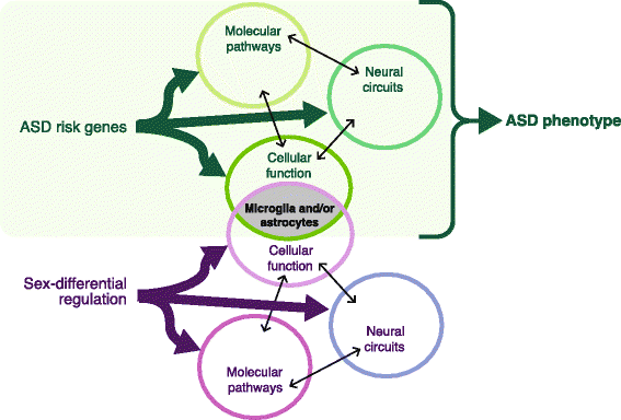 Autism Risk Genes Also Linked To Higher >> The Role Of Sex Differential Biology In Risk For Autism Spectrum Autism Risk Genes Also Linked To Higher >> The Role Of Sex Differential Biology In Risk For Autism Spectrum