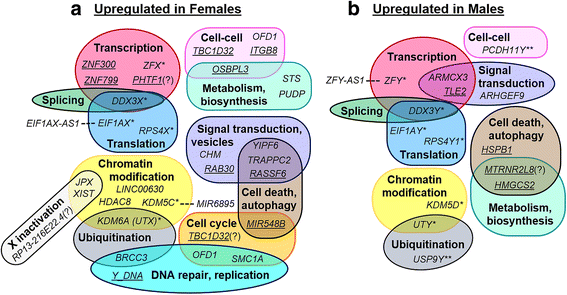 Sex Differences In The Late First Trimester Human Placenta