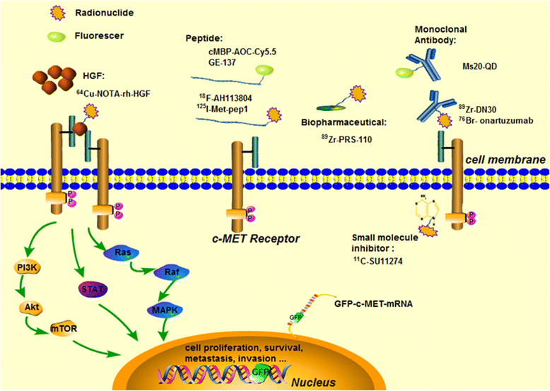 Analysis Of Progress And Challenges For Various Patterns Of C-met 