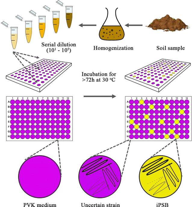 Identification and characterization of