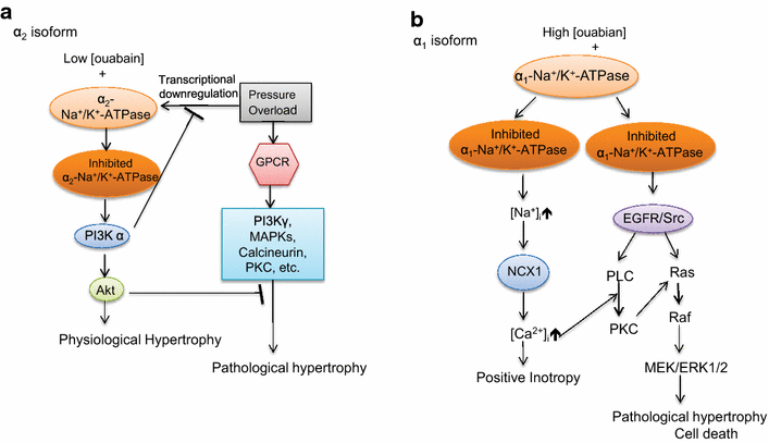 eif2 physiological vs pathological hypertrophy eif2 physiological vs pathological hypertrophy