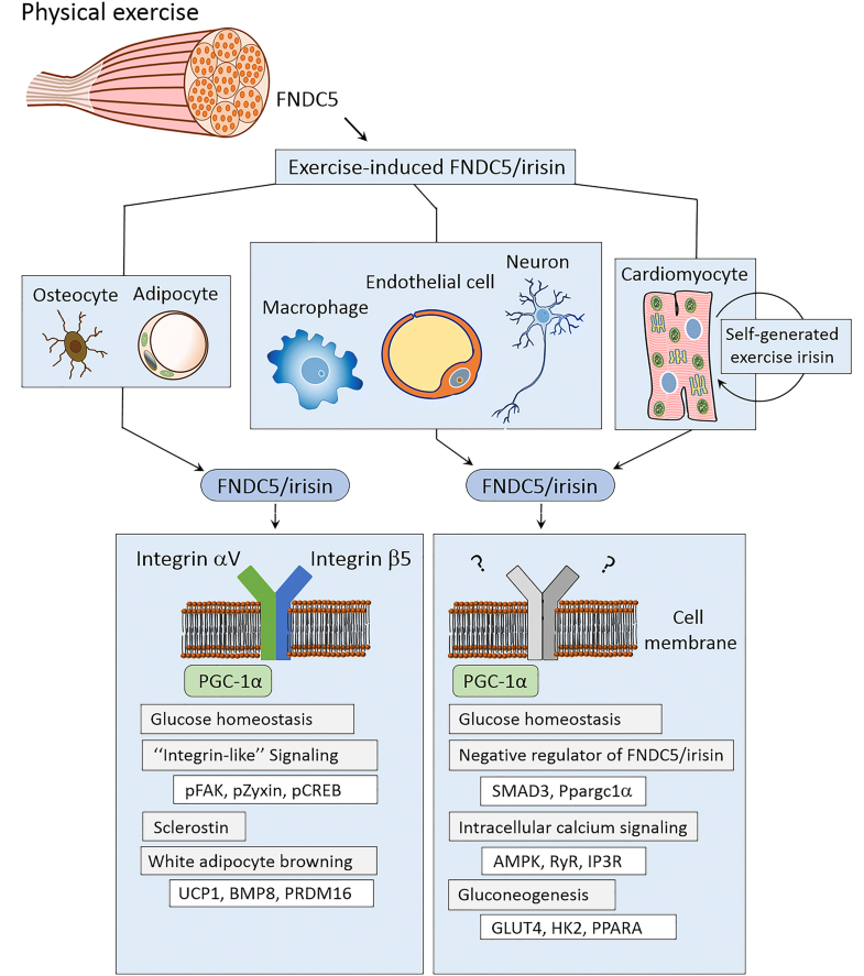 Exercise-induced Myokine FNDC5/irisin Functions In Cardiovascular ...