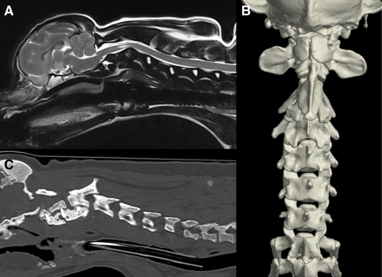 Cervical vertebral malformations in 9 dogs radiological findings, treatment options and
