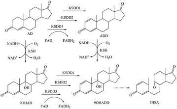 Efficient 9α Hydroxy 4 Androstene 317 Dione Production By