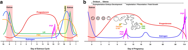 Endometrial Response To Conceptus Derived Estrogen And - 