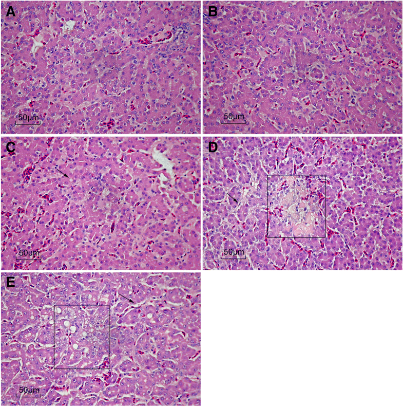 Effects of Llysine·H2SO4 product on the intestinal morphology and