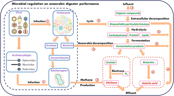 Bacteriophage–prokaryote dynamics and interaction within anaerobic ...