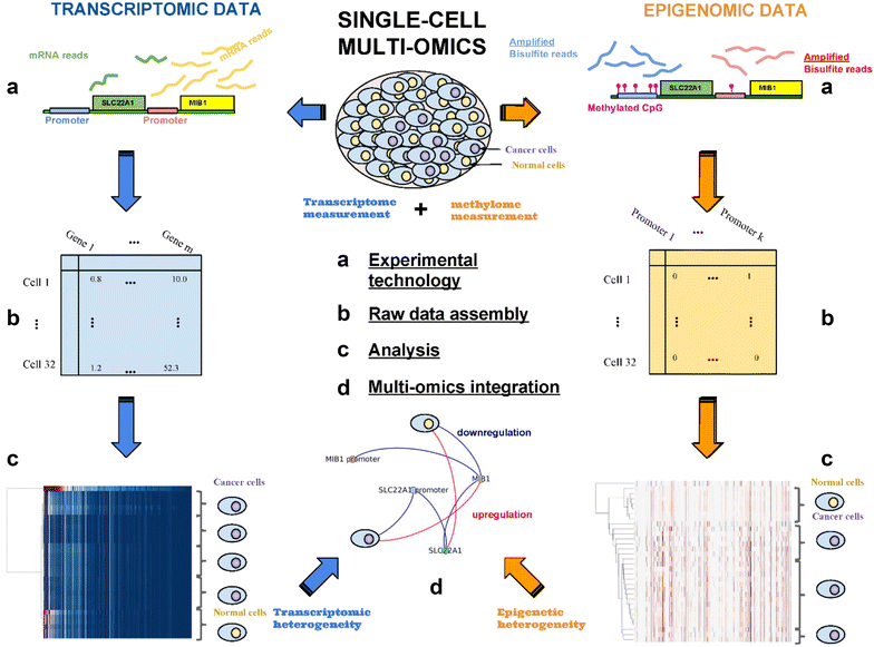 Using single-cell multiple omics approaches to resolve tumor