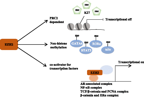 Epigenetic regulation of cancer progression by EZH2: from biological ...