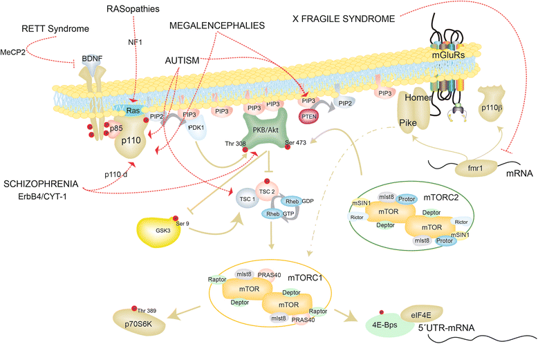 Clues To Autism Schizophrenia Emerge >> The Pi3k Signaling Pathway As A Pharmacological Target In Autism Clues To Autism Schizophrenia Emerge >> The Pi3k Signaling Pathway As A Pharmacological Target In Autism