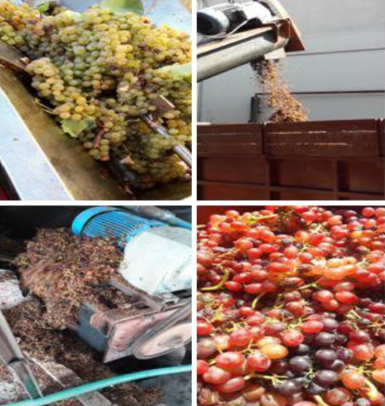 Novel application and industrial exploitation of winery byproducts