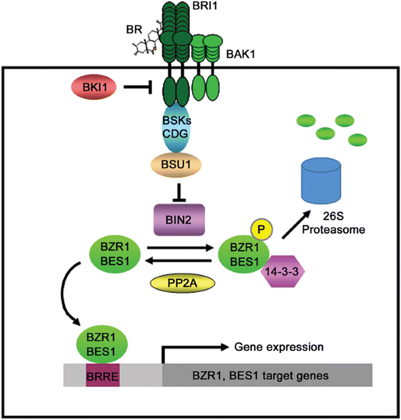 The physiological and molecular mechanism of brassinosteroid in