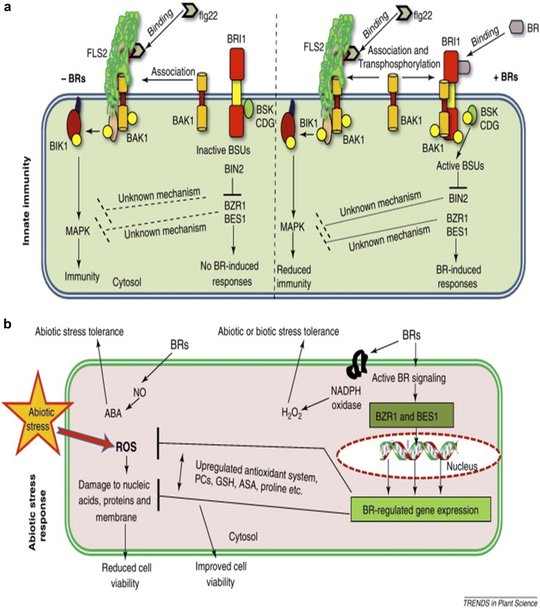 The Physiological And Molecular Mechanism Of Brassinosteroid In ...