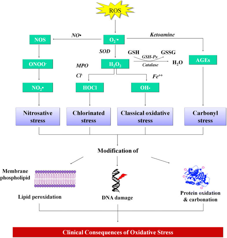 Oxidative stress in chronic kidney disease Renal Replacement Therapy