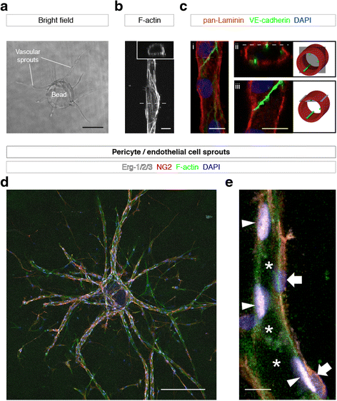 Quantitative Assessment Of Angiogenesis And Pericyte