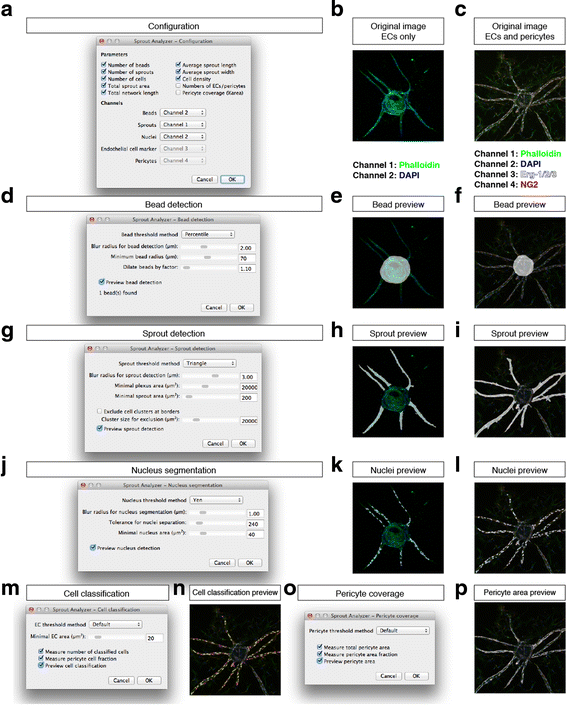 Quantitative Assessment Of Angiogenesis And Pericyte