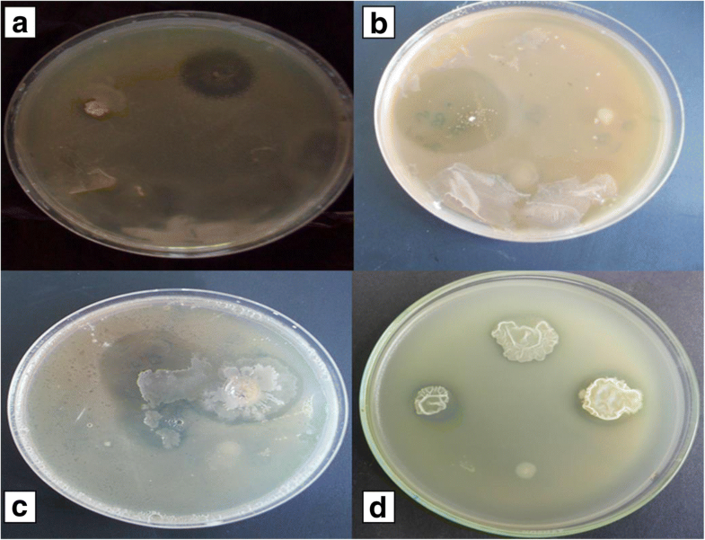 Biocontrol of Pseudomonas syringae pv. syringae affecting citrus ...