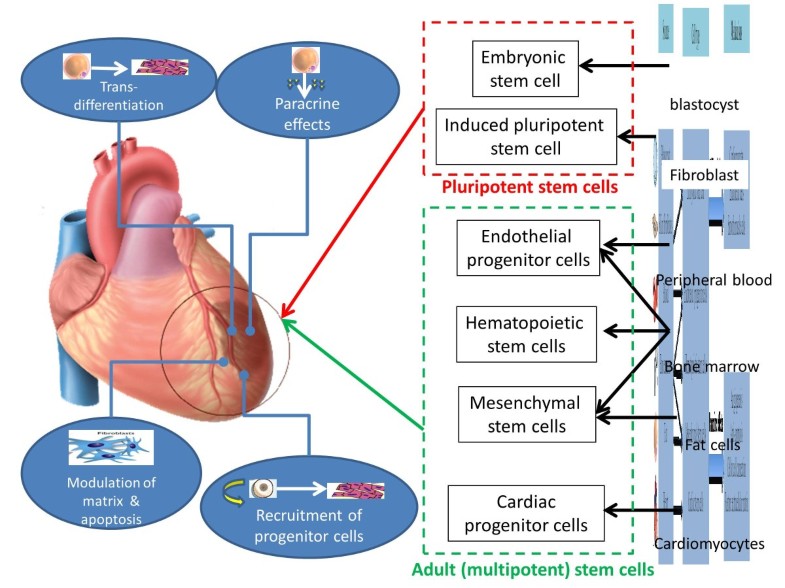 Multipotent (adult) and pluripotent stem cells for heart regeneration