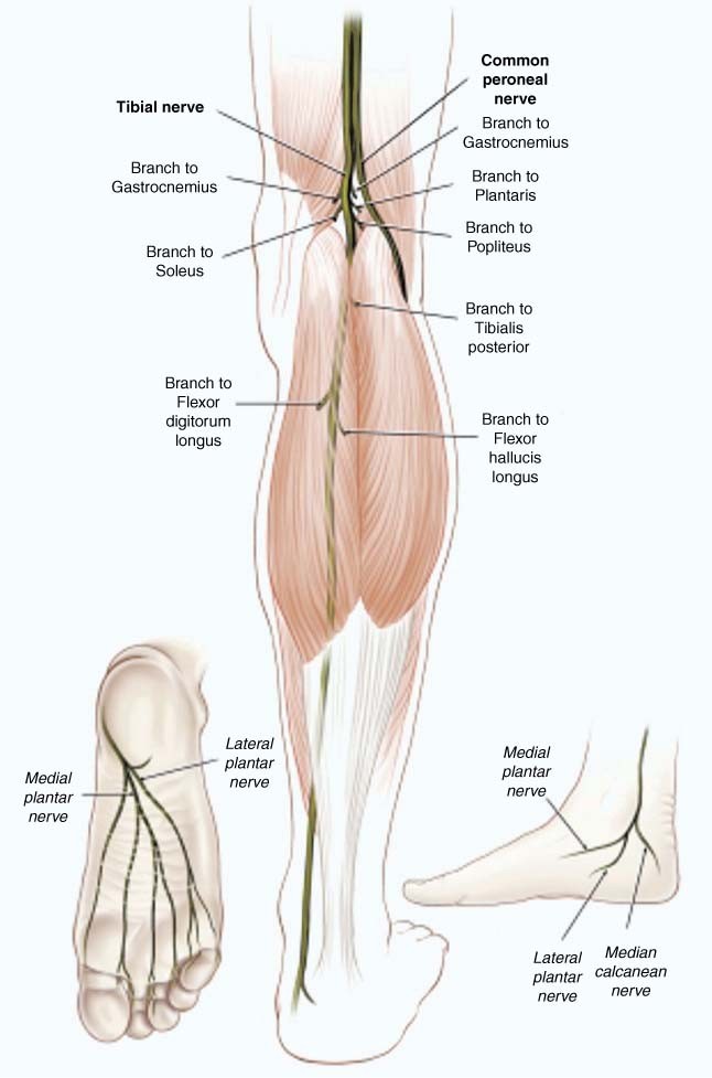 Nerve Entrapments of the Lower Leg, Ankle and Foot in Sport SpringerLink