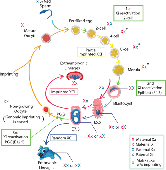 Reactivation of the inactive X chromosome in development and
