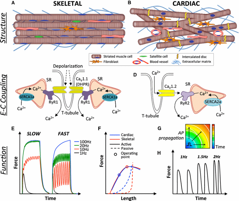 Striated muscle function, regeneration, and repair | SpringerLink