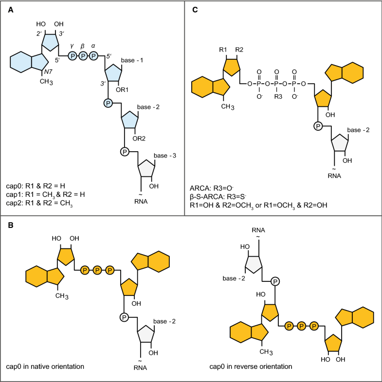 mRNA as novel technology for passive immunotherapy SpringerLink