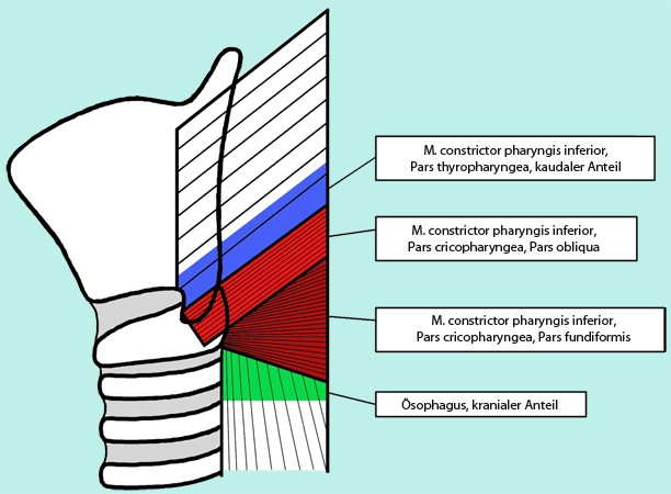 Anatomie des oberen Ösophagussphinkters SpringerLink