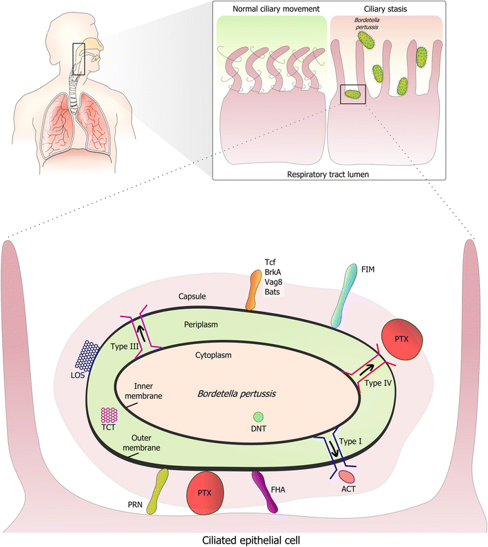 Complement evasion by Bordetella pertussis: implications ... diagram bordetella pertussis 