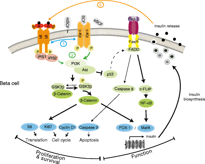 A survival Kit for pancreatic beta cells stem cell factor and cKit receptor tyrosine kinase