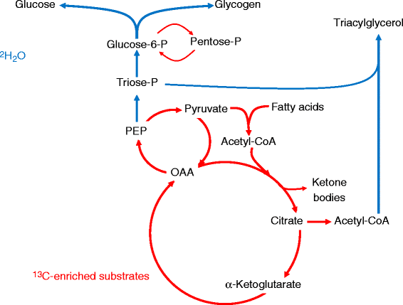 Hepatic glucose and lipid metabolism | SpringerLink