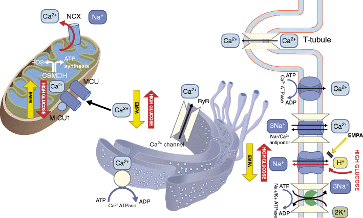 The cardiovascular benefits of empagliflozin SGLT2