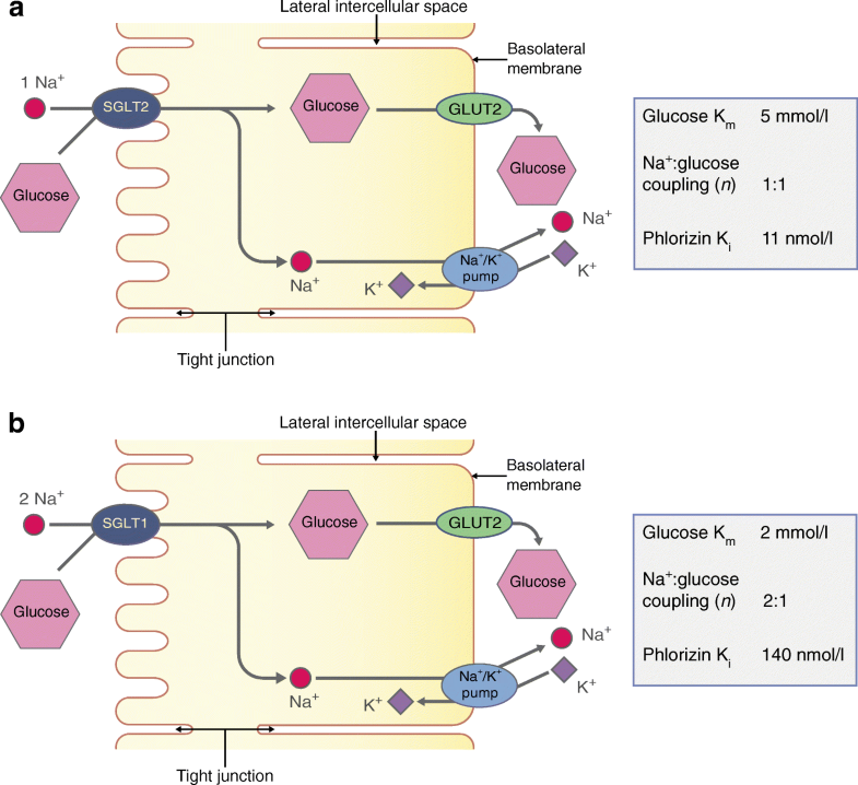 Physiology of renal glucose handling via SGLT1, SGLT2 and GLUT2