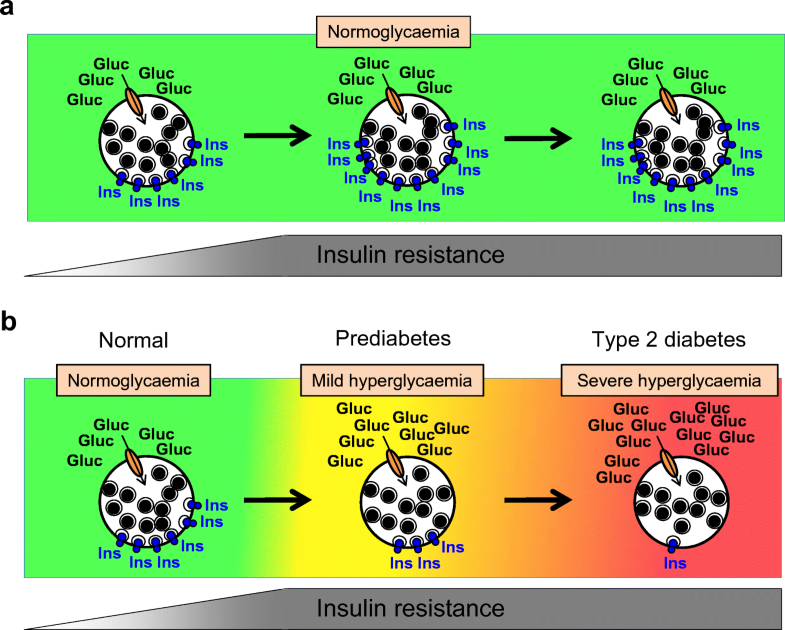 Novel approaches to restore beta cell function in prediabetes and type