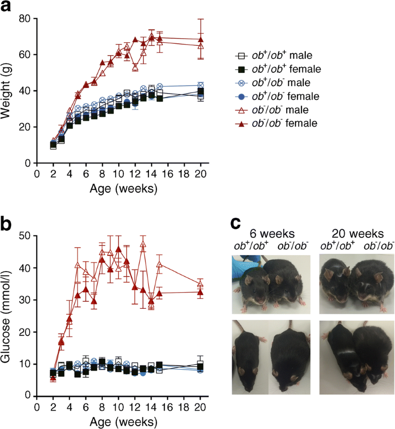 BTBR ob/ob mouse model of type 2 diabetes exhibits early loss of