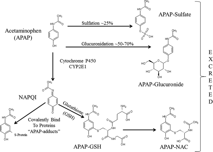 Translational biomarkers of acetaminopheninduced acute liver injury