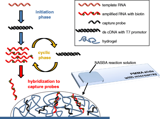 microarray based amplification and detection of rna by nucleic acid amplification test