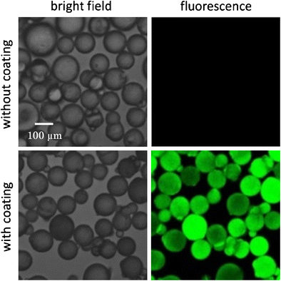 particles extraction urine dna polylysine silica coated cell using fig