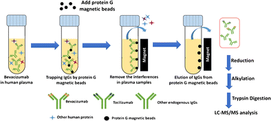 Development of an LC-MS/MS method with protein G purification strategy ...