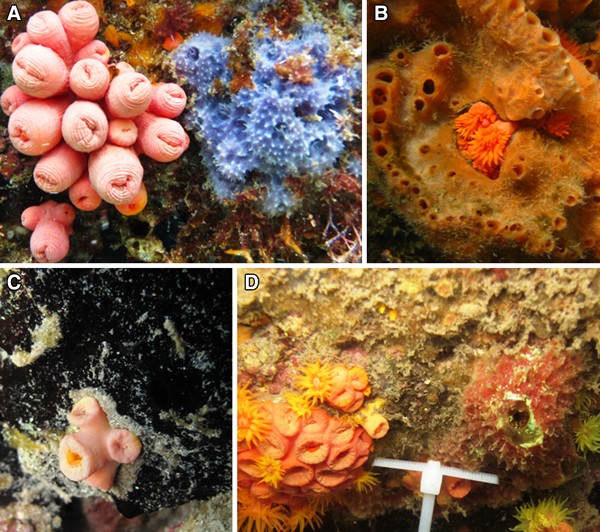 Response of native marine sponges to invasive Tubastraea corals a case