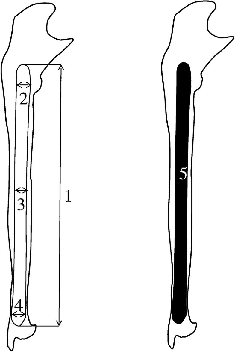 Quantitative anatomy of the ulna’s shaft primary ossification center in ...