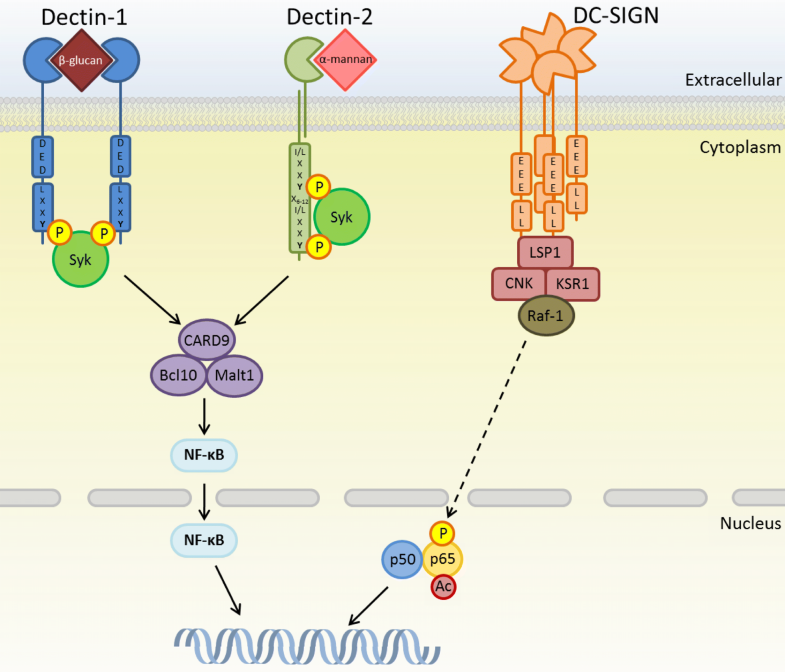 Pattern recognition receptors in antifungal immunity | SpringerLink